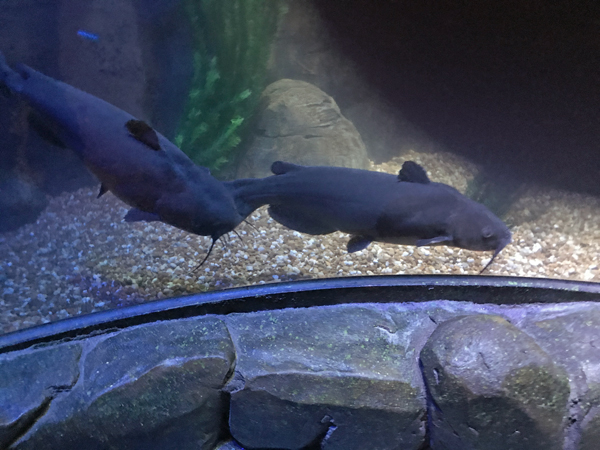 fish at Sea Life Aquarium